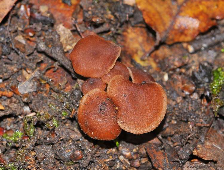 Gymnopus o altro? (cfr. Gymnopus hybridus)